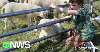 1.000 lammetjes knuffelen op Lammetjesdag in Retie - VRT NWS