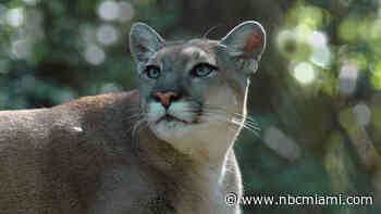 Florida Panther Struck and Killed by Vehicle: FWC