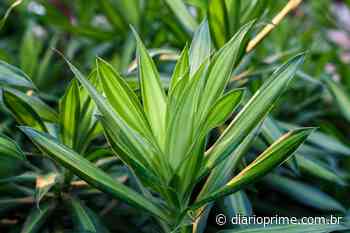Descubra como plantar dracena de um jeito simples; Saiba mais agora - Portal Diário Prime