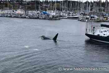 Video: Orcas swimming in Comox Marina – Saanich News - Saanich News