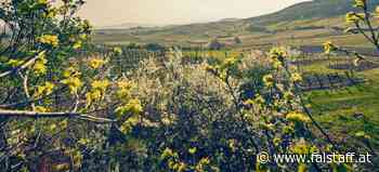 Der »Weinfrühling« in Niederösterreich ist zurück