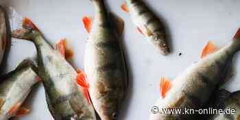 Flensburg: Fische auf der A7 verursachen Vollsperrung