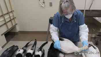 Avian flu returns to Sask. after more than 10 years