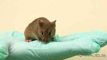 Universitätsklinikum Jena: Ohne Tierversuche geht es nicht