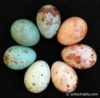 Scientists Crack Egg Forging Evolutionary Scandal Two Million Years in the Making