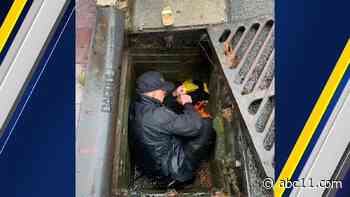 Kittens pulled from storm drain by State Capitol Police after 2-hour rescue