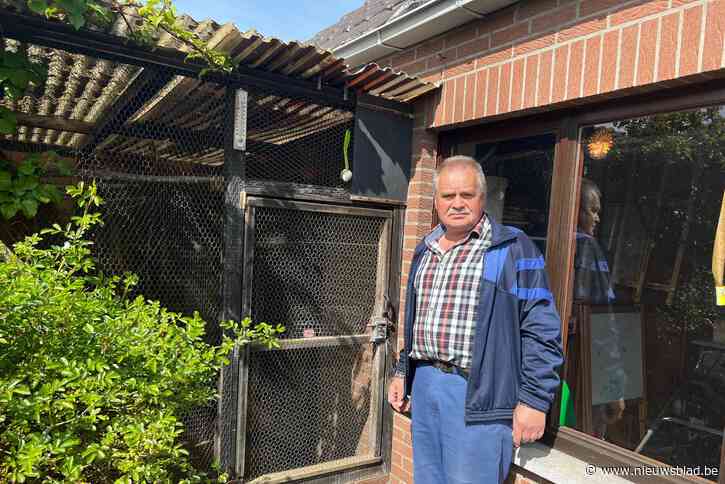 Dieven maken dertigtal kanaries buit: “Mijn hobby is verknoeid”