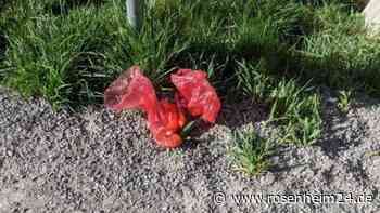 Hunde-Kotbeutel bitte ordnungsgemäß in Mülleimer und nicht am Wegesrand entsorgen