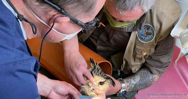 Schnabelspitze abgebrochen: Zahnarzt behandelt Uhu