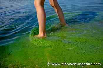 Algal Blooms May Have Threatened These Ancient Cities