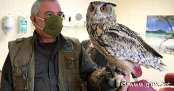 Schnabelspitze abgebrochen: Verletzter Uhu von Zahnarzt behandelt - GMX News