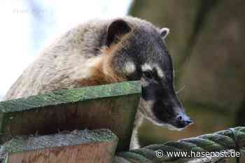 Ein Nasenbär beim Zahnarzt: Zoo Osnabrück kooperiert für die Gesundheit seiner Tiere mit Experten - HASEPOST – Die Online Zeitung für Osnabrück
