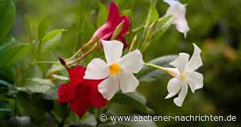 Glossiert: Heißer Kampf im Supermarkt um ein blühfreudiges Schnäppchen