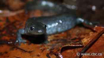 Charlottetown and Summerside among cities participating in yearly nature challenge - CBC.ca