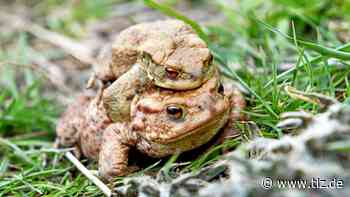 Sicheres Krötentaxi zum Laichgebiet im Saale-Holzland - Thüringische Landeszeitung