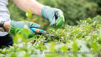 Hohes Bußgeld: Diese Gartenarbeit ist aktuell streng verboten