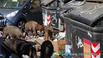 Rifiuti, il WWF contro il cassonetto stradale: "Attira la fauna e deresponsabilizza il cittadino"