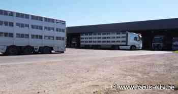 Animal Rights dient nieuwe klacht in tegen varkensslachthuis Tielt - Focus en WTV