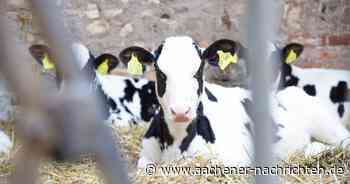 Bauern schlagen Alarm: Landwirt Grooten zahlt bei jedem Liter Milch drauf