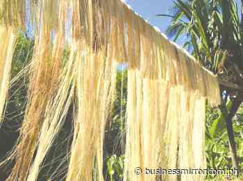 PHL abaca output down by 13% in Jan-Feb | Jasper Y. Arcalas - BusinessMirror