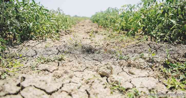 La siccità non è un evento raro nel Corno d’Africa, ma ora si è unita anche la guerra