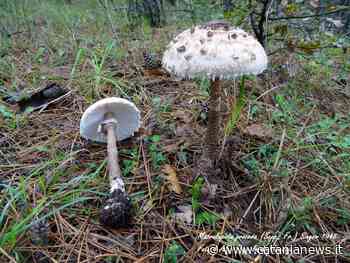 Riapre l'ispettorato micologico dell'Asp di Catania - Catania News