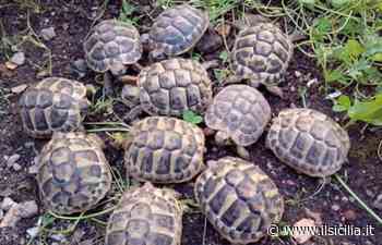 Catania: in auto con 30 tartarughe di specie protetta, denunciati due 50enni - ilSicilia.it