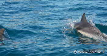 La rotta dei cetacei tra Catania e Acitrezza - La Sicilia