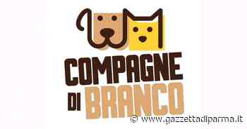 Il gatto anziano - Gazzetta di Parma