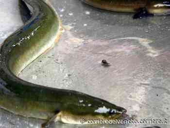 Anguille alla diossina nel lago di Garda: al via le analisi in tre regioni - Corriere della Sera