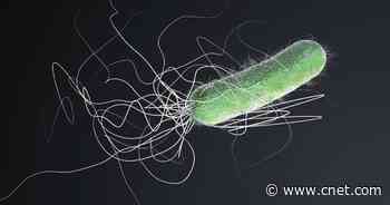 This Is What a Single Bacterium Sounds Like Before It's Killed     - CNET