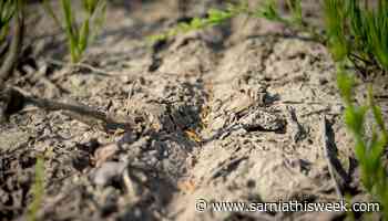 Lower Thames incentivising soil health | Sarnia & Lambton County This Week - Sarnia and Lambton County This Week