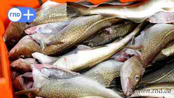 Stralsund: Mann beißt lebendem Fisch den Kopf ab – Strafanzeigen - RND