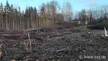 Klimaschutz in MV: Als Minister Backhaus sprach, fielen in Stralsund die Bäume - svz – Schweriner Volkszeitung
