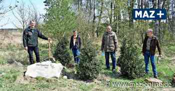 Baum des Jahres wird im Forstrevier Bad Belzig gepflanzt - Märkische Allgemeine Zeitung