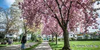 Stadtpark Leichlingen: So geht es mit den Kirschbäumen weiter - Kölner Stadt-Anzeiger