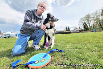 VIDEO: Langley border collie does well at UpDog disc competition – Aldergrove Star - Aldergrove Star