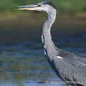 Enna - Sulle rive del lago di Pergusa, passaggio di nuove specie di uccelli - Dedalomultimedia