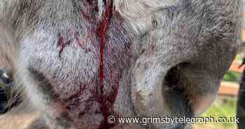 Cleethorpes beach donkey mauled by dog on lead - Grimsby Live