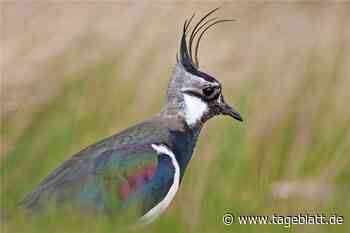 Wie Landwirte den Kiebitz schützen können - Landkreis Stade - Tageblatt-online