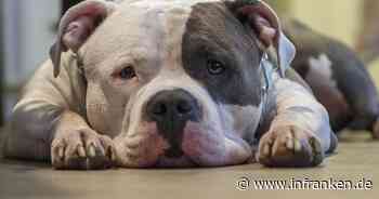 Kreis Ansbach: Hund attackiert Tierpfleger lebensbedrohlich - Rettungshubschrauber-Einsatz - inFranken.de