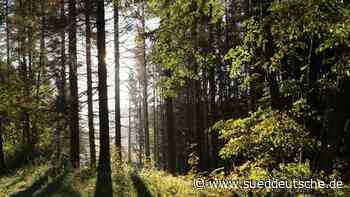 Forstwirtschaft - Chemnitz - Gewerkschaft fordert mehr qualifiziertes Personal im Forst - Wirtschaft - Süddeutsche Zeitung - SZ.de