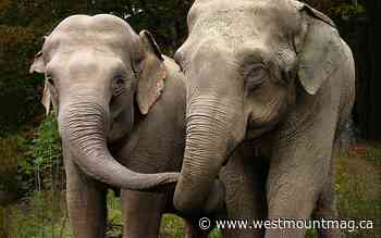 The passing of elephant Shirley: Why her life mattered - Westmount Magazine