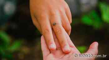 Alunos de Cotia participam de projeto ambiental com a preservação de joaninhas - L10 notícias