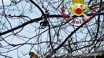 La scalata dei pompieri per recuperare il pappagallo - La Gazzetta di Modena