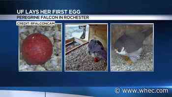 Rfalconcam announces first egg of the season
