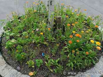 Garteln ums Eck: Gratis Beratung, Baumscheibenpatenschaft, Tauschbörse - SW Medienservice GmbH