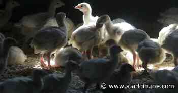 Minnesota's governor, senators praise state's bird flu fight