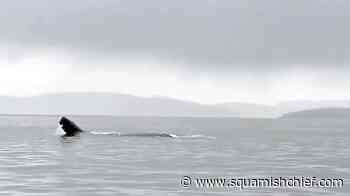Humpback whale takes on group of orcas - Squamish Chief