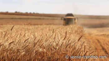 L'Ucraina non sarà in grado di vendere le sue scorte di grano, il nuovo raccolto rischia di essere distrutto - Secolo Trentino